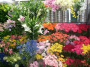 沖縄県石垣市の花屋 パステルにフラワーギフトはお任せください 当店は 安心と信頼の花キューピット加盟店です 花キューピットタウン